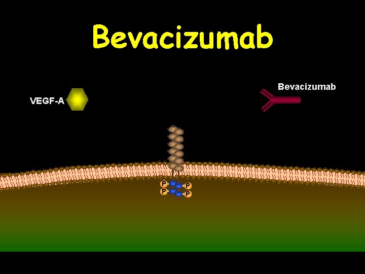 Bevacizumab VEGF-A P P 
