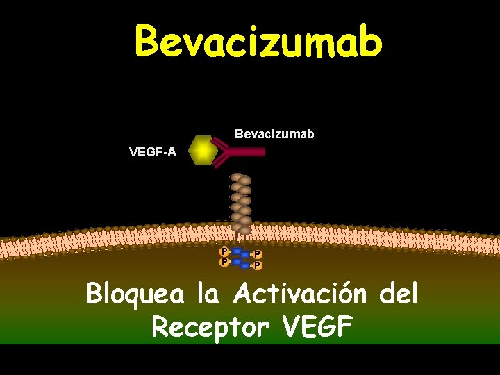 Bevacizumab VEGF-A P P Bloquea la Activación del Receptor VEGF 