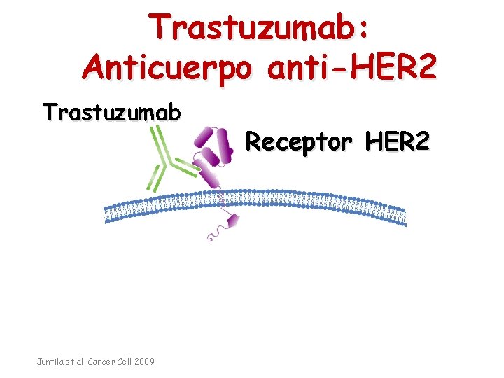 Trastuzumab: Anticuerpo anti-HER 2 Trastuzumab Juntila et al. Cancer Cell 2009 Receptor HER 2