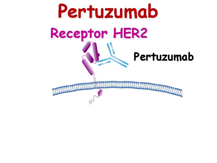 Pertuzumab Receptor HER 2 Pertuzumab 