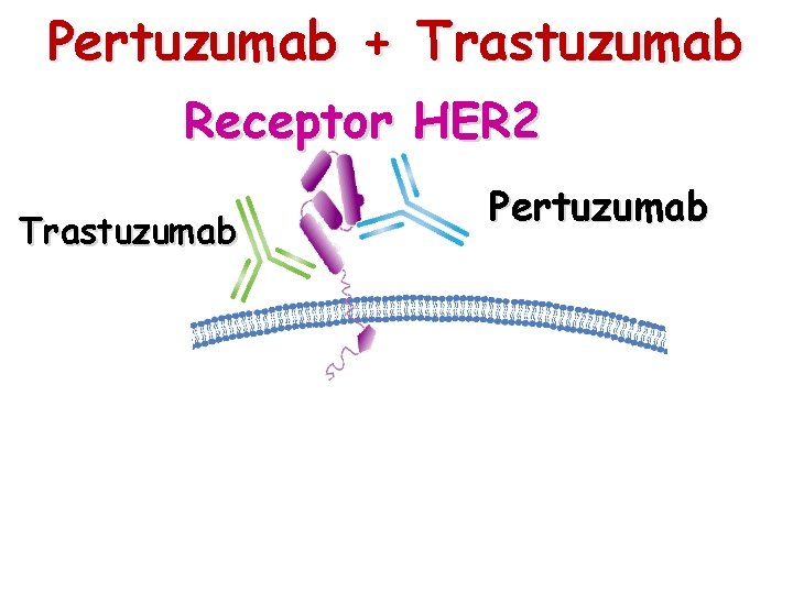 Pertuzumab + Trastuzumab Receptor HER 2 Trastuzumab Pertuzumab 