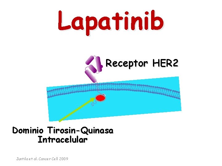 Lapatinib Receptor HER 2 Dominio Tirosin-Quinasa Intracelular Juntila et al. Cancer Cell 2009 