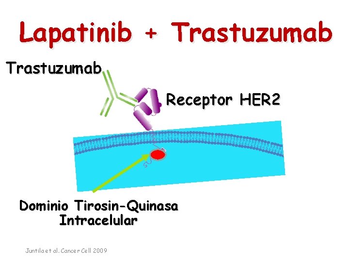 Lapatinib + Trastuzumab Receptor HER 2 Dominio Tirosin-Quinasa Intracelular Juntila et al. Cancer Cell