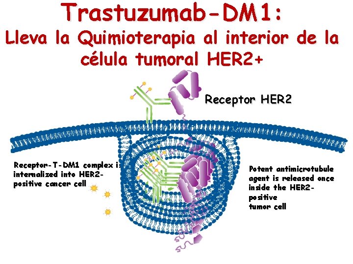 Trastuzumab-DM 1: Lleva la Quimioterapia al interior de la célula tumoral HER 2+ Receptor