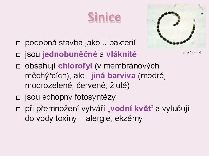 Sinice podobná stavba jako u bakterií obrázek 4 jsou jednobuněčné a vláknité obsahují chlorofyl