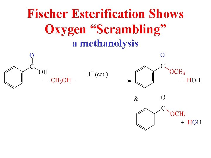 Fischer Esterification Shows Oxygen “Scrambling” a methanolysis 