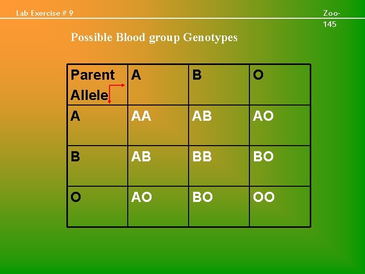 Lab Exercise # 9 Zoo 145 Possible Blood group Genotypes Parent Allele A A