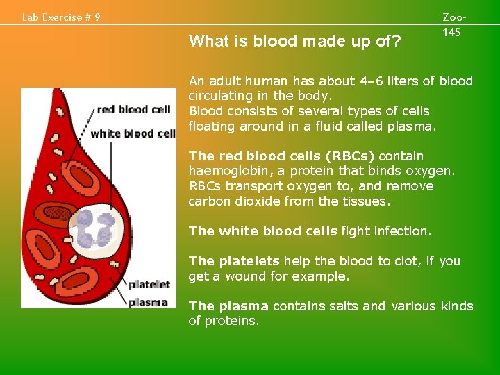 Lab Exercise # 9 What is blood made up of? Zoo 145 An adult