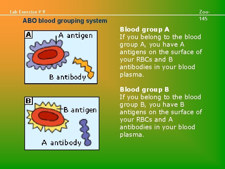 Lab Exercise # 9 ABO blood grouping system Zoo 145 Blood group A If