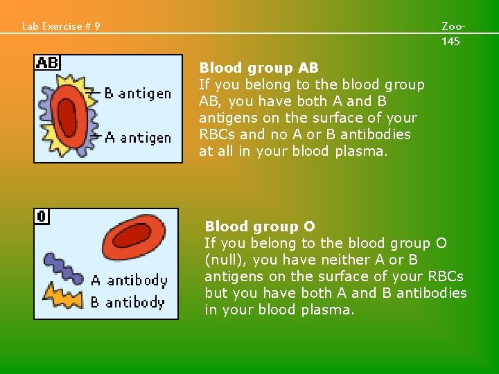  Lab Exercise # 9 Zoo 145 Blood group AB If you belong to