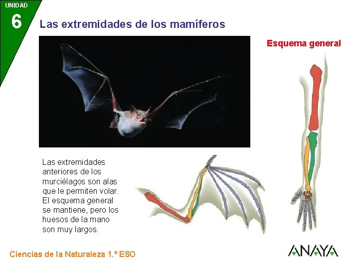 UNIDAD 6 3 Las extremidades de los mamíferos Esquema general Las extremidades anteriores de