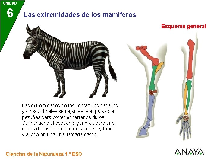 UNIDAD 6 3 Las extremidades de los mamíferos Esquema general Las extremidades de las