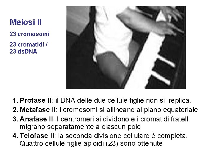 Meiosi II 23 cromosomi 23 cromatidi / 23 ds. DNA 1. Profase II: il