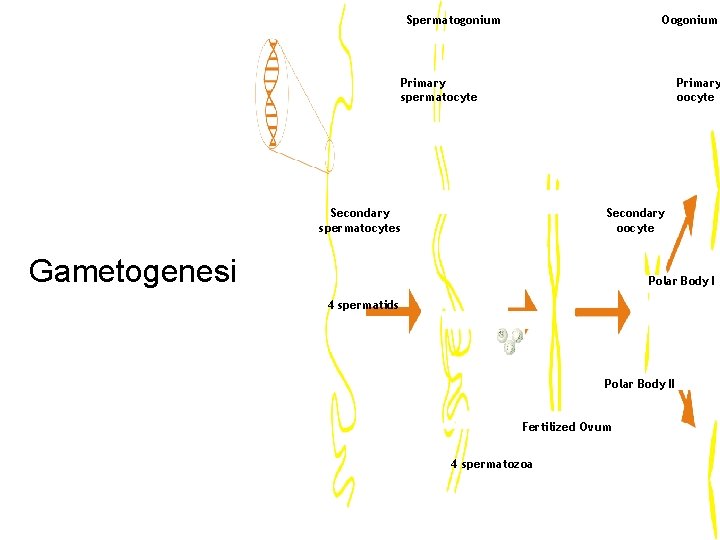 Spermatogonium Oogonium Primary spermatocyte Primary oocyte Secondary spermatocytes Secondary oocyte Gametogenesi Polar Body I