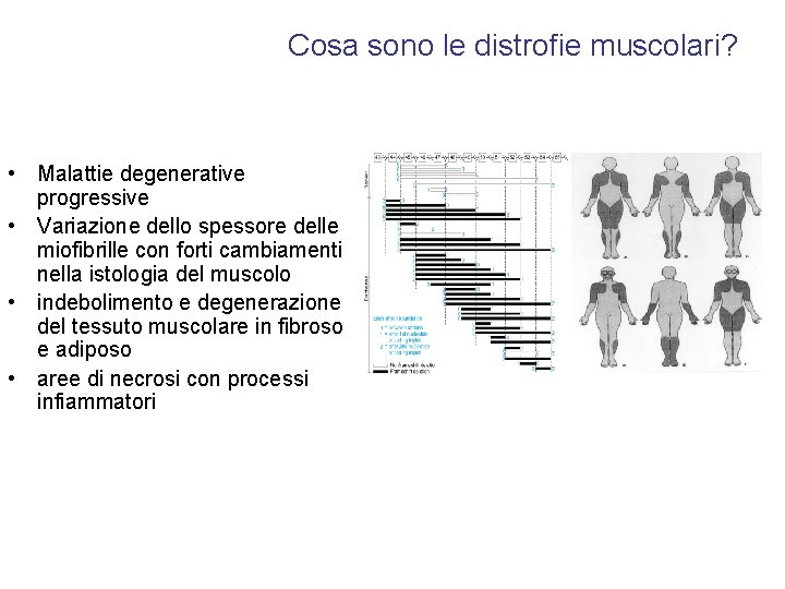 Cosa sono le distrofie muscolari? • Malattie degenerative progressive • Variazione dello spessore delle