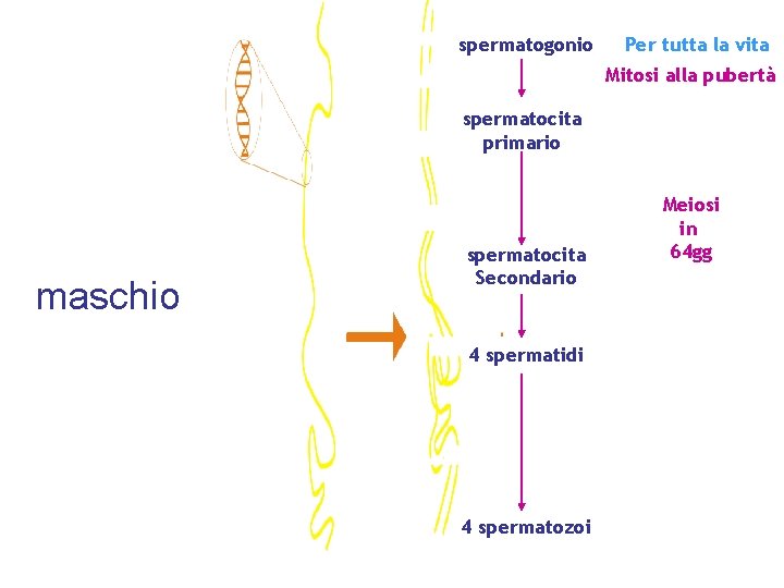 Oogonium spermatogonio Per tutta la vita Mitosi alla pubertà Primary oocyte spermatocita primario maschio