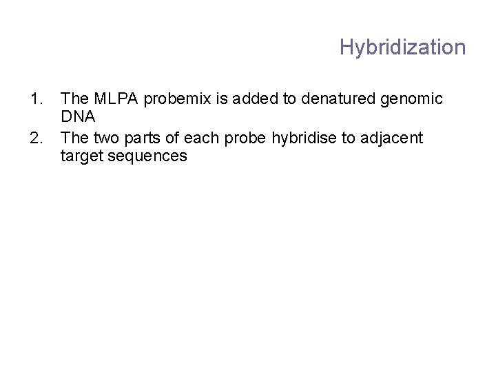 Hybridization 1. 2. The MLPA probemix is added to denatured genomic DNA The two