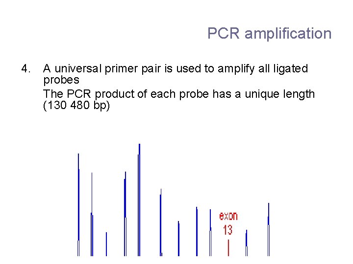PCR amplification 4. A universal primer pair is used to amplify all ligated probes