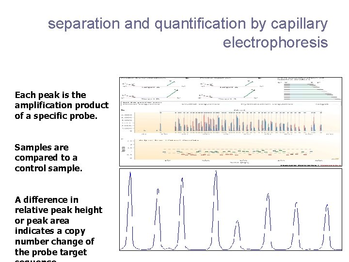 separation and quantification by capillary electrophoresis Each peak is the amplification product of a