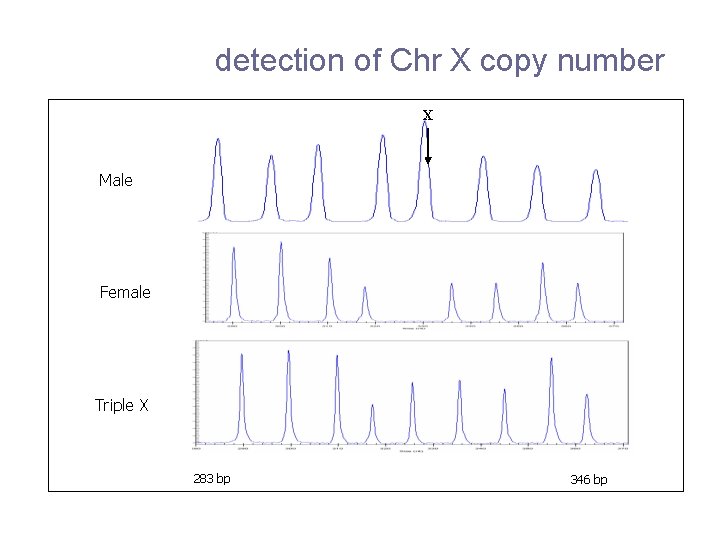 detection of Chr X copy number X Male Female Triple X 283 bp 346