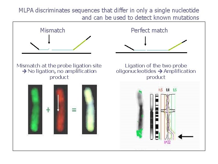 MLPA discriminates sequences that differ in only a single nucleotide and can be used