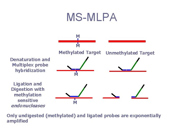 MS-MLPA M M Methylated Target Denaturation and Multiplex probe hybridization Ligation and Digestion with