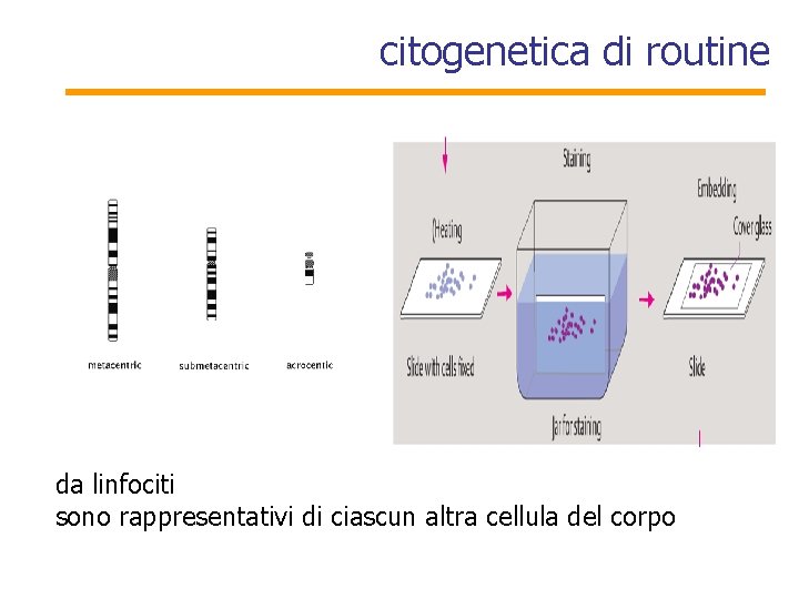 citogenetica di routine da linfociti sono rappresentativi di ciascun altra cellula del corpo 