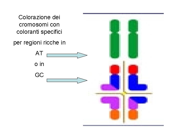 Colorazione dei cromosomi con coloranti specifici per regioni ricche in AT o in GC