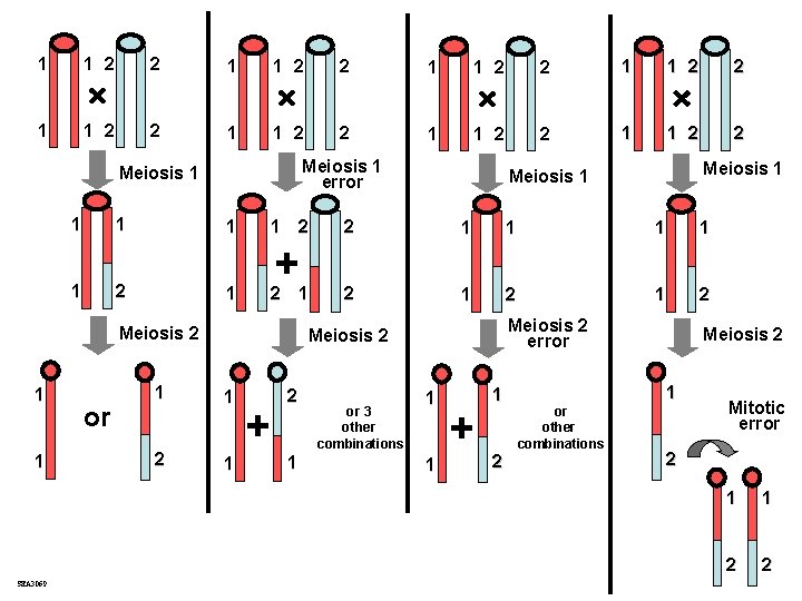 1 1 2 2 1 1 2 2 Meiosis 1 error Meiosis 1 1