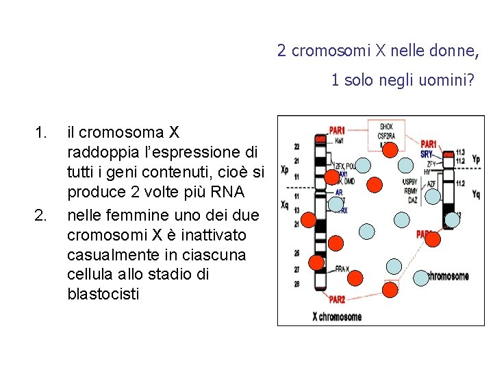 2 cromosomi X nelle donne, 1 solo negli uomini? 1. 2. il cromosoma X