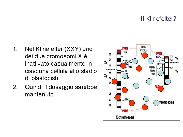 Il Klinefelter? 1. 2. Nel Klinefelter (XXY) uno dei due cromosomi X è inattivato