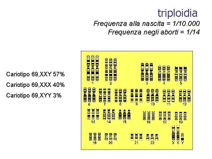 triploidia Frequenza alla nascita = 1/10. 000 Frequenza negli aborti = 1/14 Cariotipo 69,