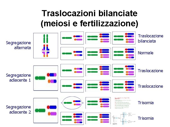 Traslocazioni bilanciate (meiosi e fertilizzazione) Segregazione alternata Traslocazione bilanciata Normale Segregazione adiacente 1 Traslocazione