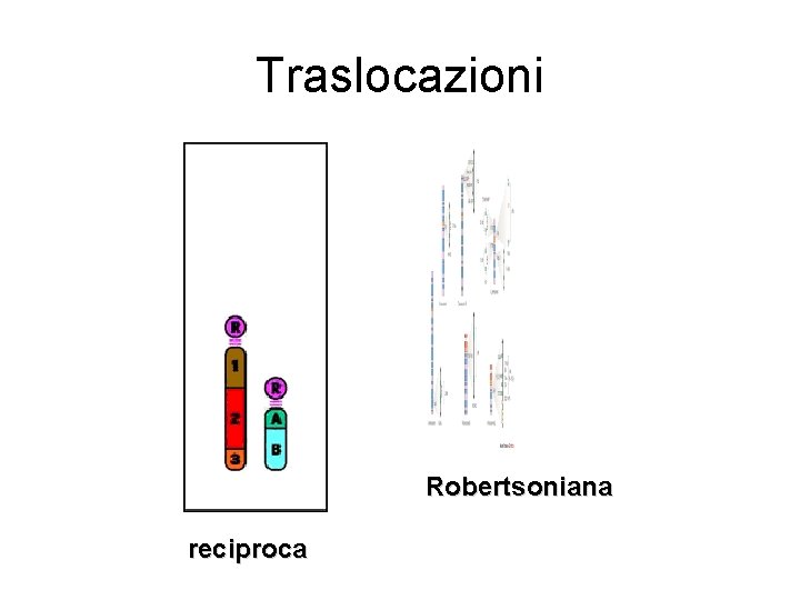 Traslocazioni Robertsoniana reciproca 