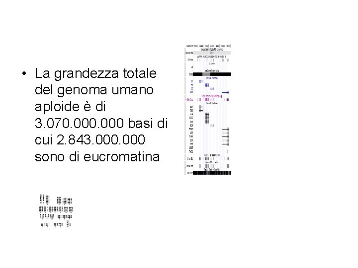  • La grandezza totale del genoma umano aploide è di 3. 070. 000