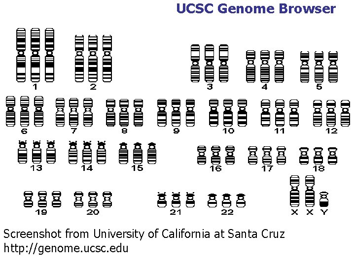 UCSC Genome Browser Screenshot from University of California at Santa Cruz http: //genome. ucsc.