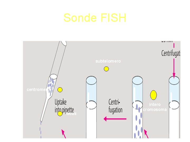 Sonde FISH subtelomero centromero locus intero cromosoma 