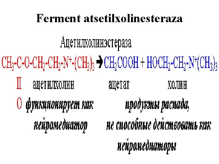 Ferment atsetilxolinesteraza 
