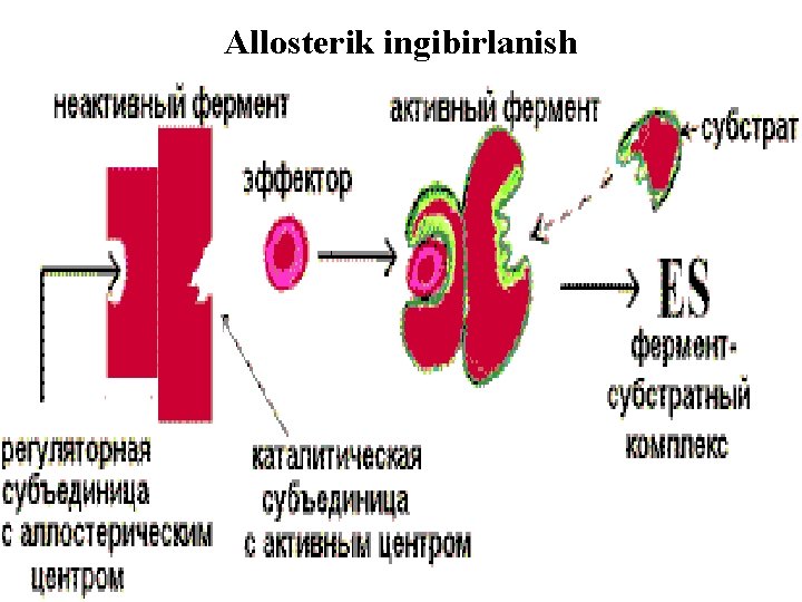 Allosterik ingibirlanish 