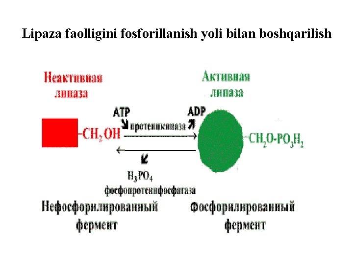 Lipaza faolligini fosforillanish yоli bilan boshqarilish 