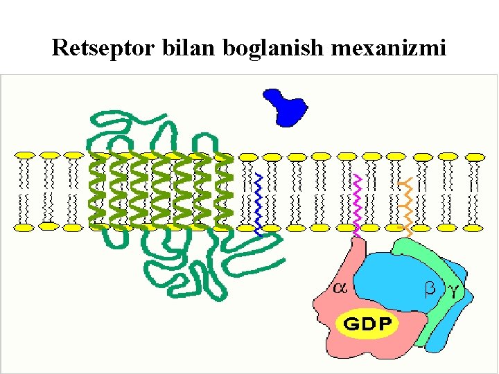 Retseptor bilan boglanish mexanizmi 