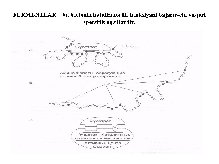 FERMENTLAR – bu biologik katalizatorlik funksiyani bajaruvchi yuqori spetsifik oqsillardir. 