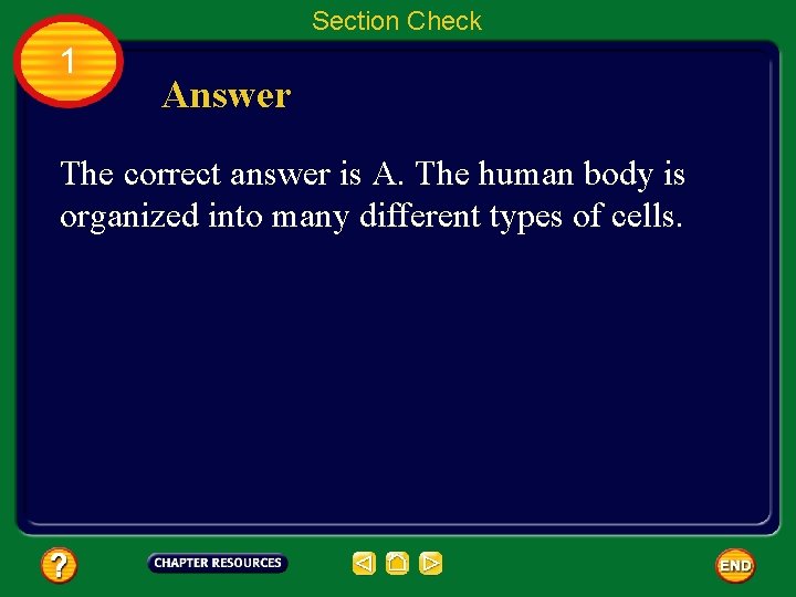 Section Check 1 Answer The correct answer is A. The human body is organized