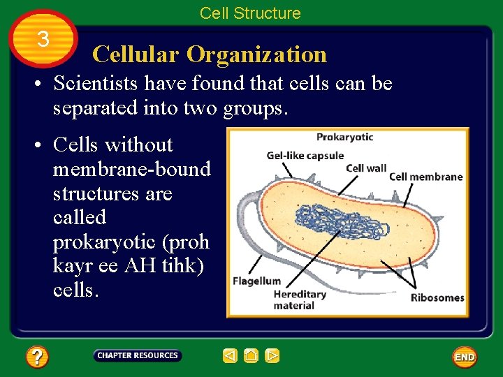 Cell Structure 3 Cellular Organization • Scientists have found that cells can be separated