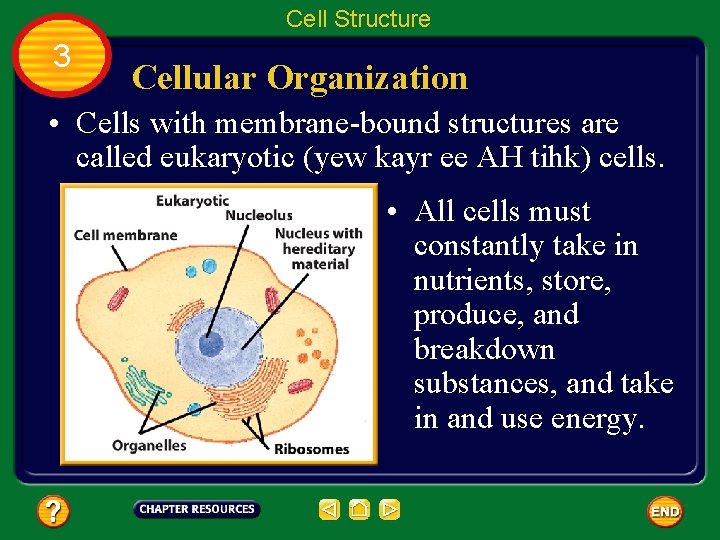 Cell Structure 3 Cellular Organization • Cells with membrane-bound structures are called eukaryotic (yew