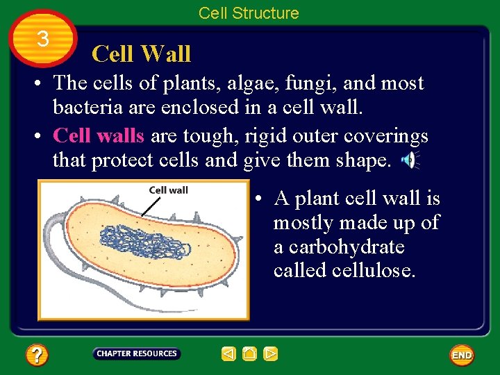 Cell Structure 3 Cell Wall • The cells of plants, algae, fungi, and most