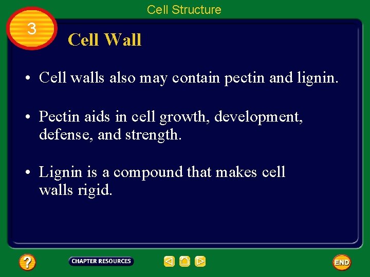 Cell Structure 3 Cell Wall • Cell walls also may contain pectin and lignin.