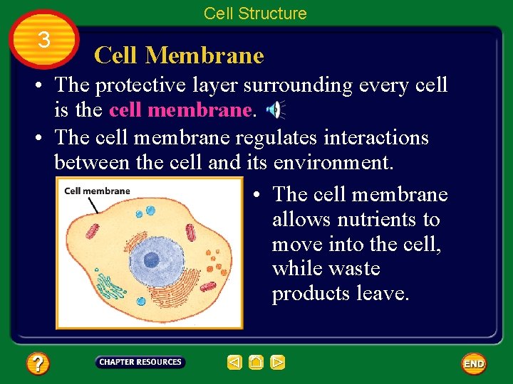 Cell Structure 3 Cell Membrane • The protective layer surrounding every cell is the