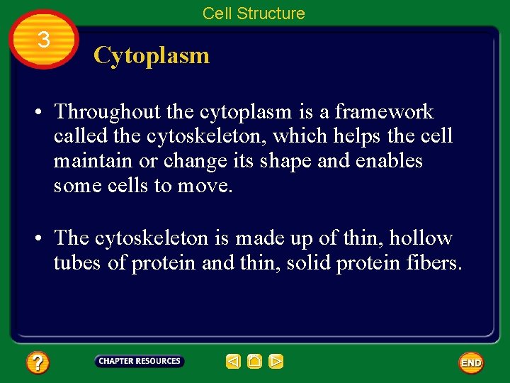 Cell Structure 3 Cytoplasm • Throughout the cytoplasm is a framework called the cytoskeleton,