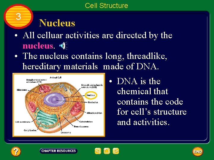 Cell Structure 3 Nucleus • All celluar activities are directed by the nucleus. •